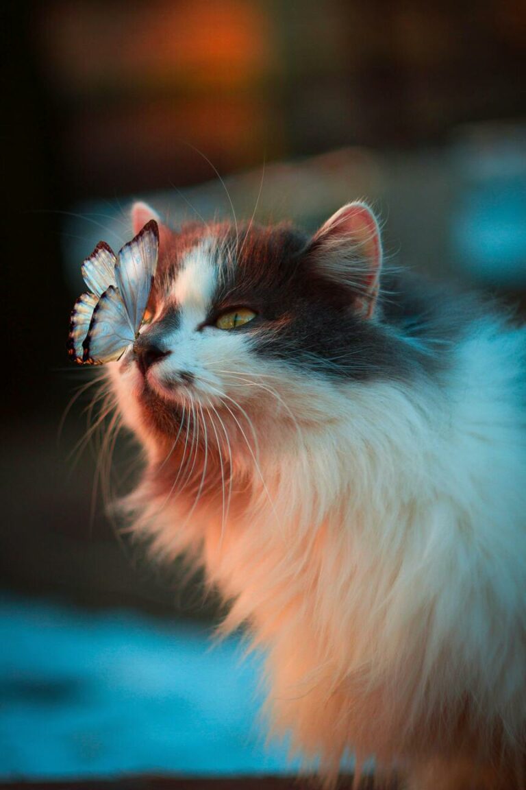 Katze mit Schmetterling auf der Nase - Alles ist Eins
